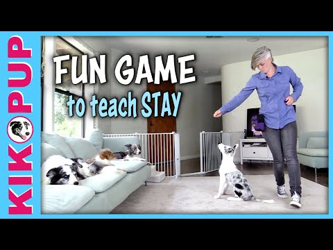 FUN GAME to teach STAY - Down stay sit stay