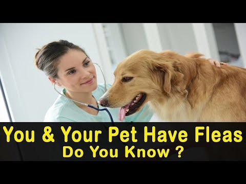 5 Signs You and Your Pet Have Fleas and Don’t Know It
