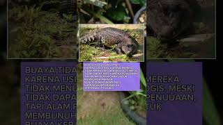 Download lagu Fakta Tentang Buaya  Yang Tidak Dapat Mati Karena Usia Tua mp3