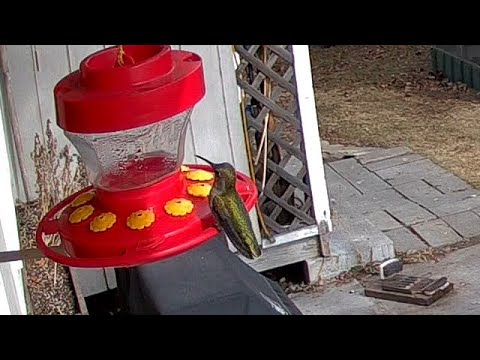 Anna's Hummingbirds - March 9, 2021