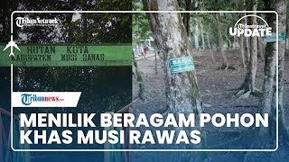 Menilik Beragam Pohon Khas Musi Rawas di Hutan Kota Pelangi, Ada 78 Jenis dan Banyak yang Alami