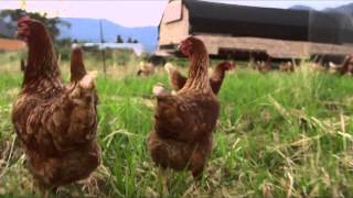 Destroyer - Bye Bye (Official Music Video)