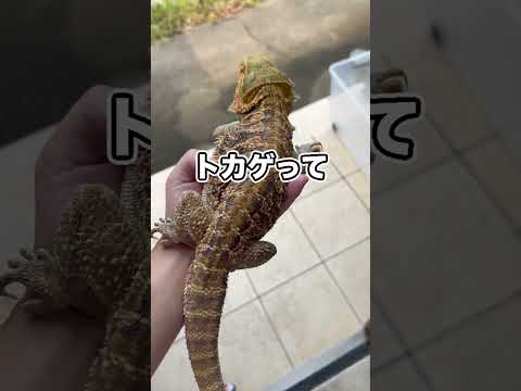 ペットを外に干したら干物になっちゃった…