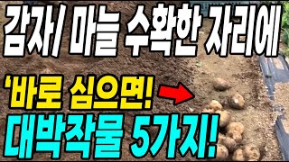 감자 마늘수확한 자리에 심으면 대박작물 5가지! 비싸지만 키우기 쉬운작물