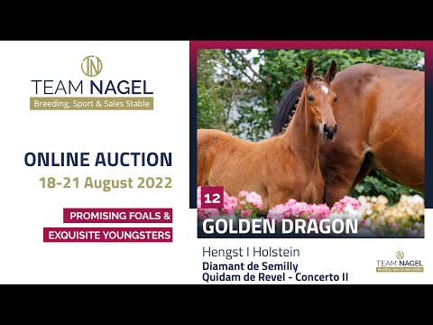 Katalog 12 - Hengst v. Diamant de Semilly - Quidam de Revel – Concerto II * 12.05.2022