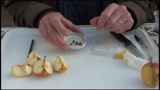 How to breed new apple varieties in the garden. Part 4: Harvesting and treatment of seeds