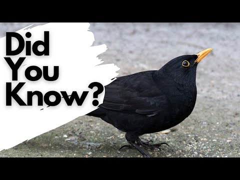 Things you need to know about BLACKBIRDS!