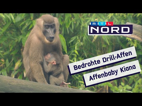 Hoffnungsschimmer Kiana: Im Erlebnis-Zoo Hannover ist ein kleiner Drill-Affe zur Welt gekommen