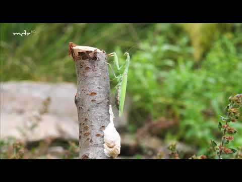 Neuer Gast im Garten: Die Gottesanbeterin