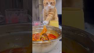 Cute Hungry Cats #cat #funny #funnycats #funnyvideo #cute
