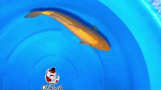 video van Karashigoi 2604059