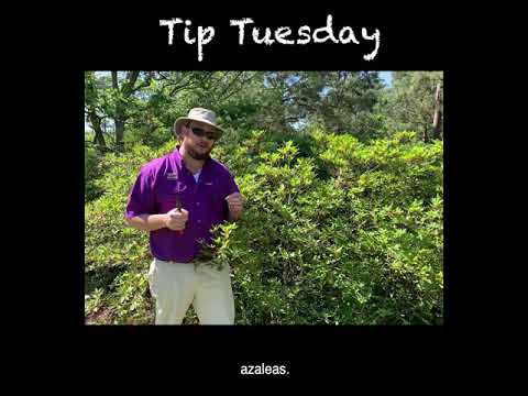 When and How to Prune Azaleas