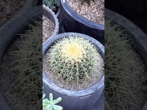 jardin-sec-plantes-japonais-fontaine-rocher-bambou-gravier