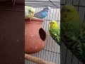 Love Birds Sound ᴗ Budgies Shorts