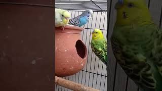 Download lagu 🐥love birds sound 🐥(◍•ᴗ•◍)❤#budgies #shorts mp3
