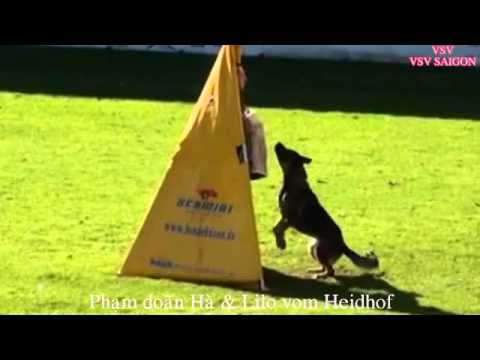 videos of Lilo vom Heidhof in WUSV-WM 2012