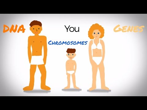 Genes, DNA and Chromosomes