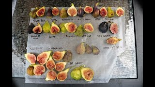 15 Fig Variety Taste Test & Comparison