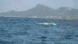 preview picture of video 'Whale watching off Sayulita, Mexico'