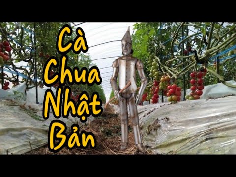 , title : 'VLOG | Nông Nghiệp Cây Cà Chua ở  Kumamoto | Cuộc sống tại Nhật Bản'