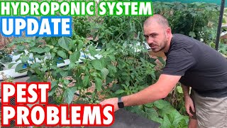 Hydroponic System Update: Pest Problems.
