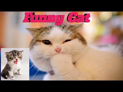 Funny Cat videos 2021 | funniest cat🐱 | cat fun