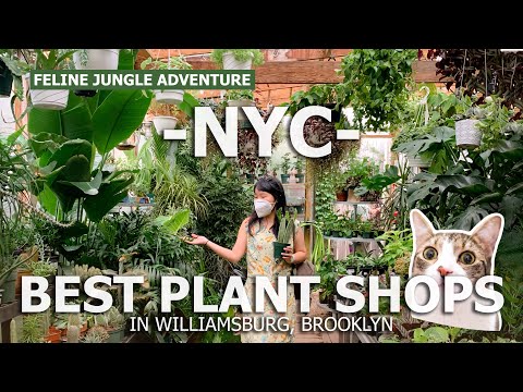 Best Plant Shops in Williamsburg, Brooklyn | NYC Plant Shopping Tour - Plant Shop Guide