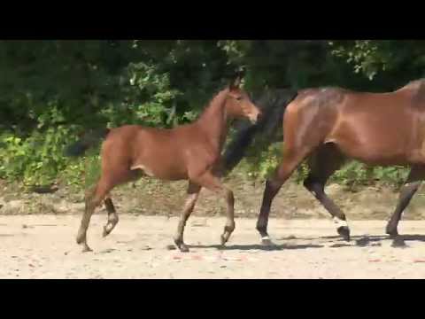 KN 08 SF von Diamant de Semilly - Clearway