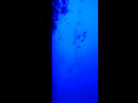 Formiga na tela LED da minha TV Philips