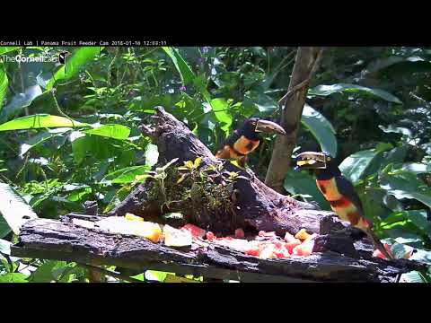 Sun-soaked Collared Aracaris Eat Watermelon And Pineapple In Panama – Jan. 16, 2018