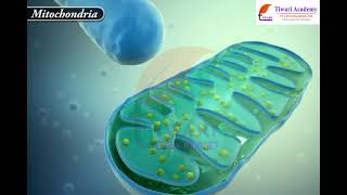 Life Processes - Respiration Aerobic and Anaerobic