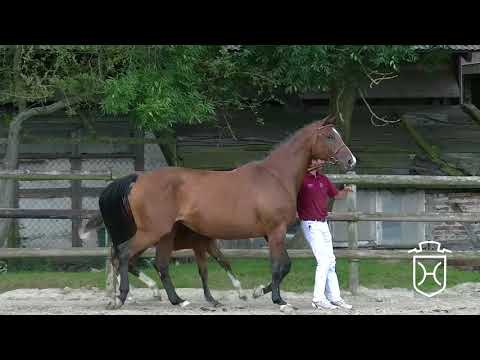 RD134 Stutfohlen von Million Dollar   Quidams Rubin   Ephebe Forever