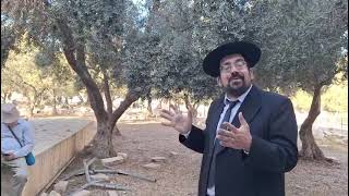 האם חנוכת המקדש תהיה החג של ירח-בול? | הרב אליהו ובר (ישיבת הר הבית) - התמונה מוצגת ישירות מתוך אתר האינטרנט יוטיוב. זכויות היוצרים בתמונה שייכות ליוצרה. קישור קרדיט למקור התוכן נמצא בתוך דף הסרטון האם חנוכת המקדש תהיה החג של ירח-בול? | הרב אליהו ובר (ישיבת הר הבית) - התמונה מוצגת ישירות מתוך אתר האינטרנט יוטיוב. זכויות היוצרים בתמונה שייכות ליוצרה. קישור קרדיט למקור התוכן נמצא בתוך דף הסרטון