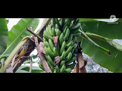 Nkore iki by UMUGANWA