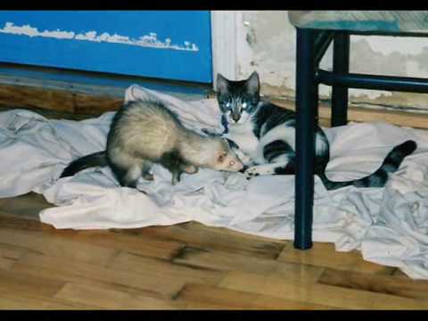 In Memory of Oreo - Here i am