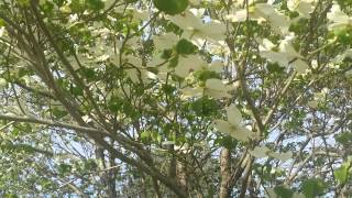 Dogwood Tree(The Blood Of Jesus)
