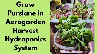 Grow Purslane in Aerogarden Harvest Slim Hydroponics System, A nutritious leafy green vegetable