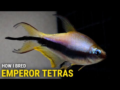 Tetra cisárska (Nematobrycon palmeri) — video o chove a starostlivosti