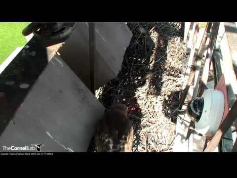 Big Red Visits the Nest, April 17, 2017