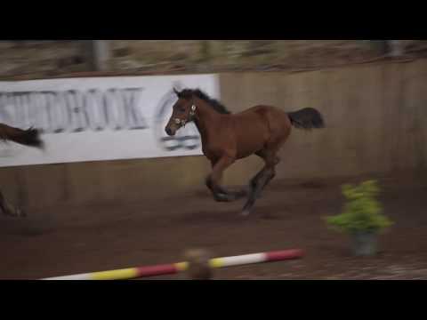 Performance Show 2016 - Eldorado VD Zeshoek x Mylord Carthago Filly Foal