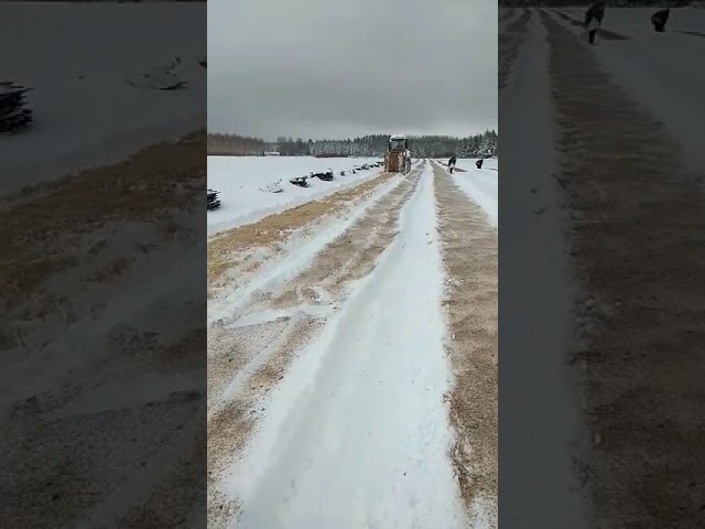 В лесном питомнике Нурлатского лесхоза по первому снегу посеяли семена березы +[ВИДЕО] 