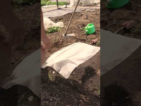 ニンジンの種まき：豊かな収穫を得るには、いつ、どのように行うべきですか？  庭園