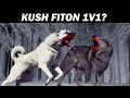 UJKU Gri Vs KANGALI Turk Kush është Më I Fortë ALB EXPLORER