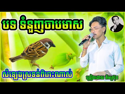 បទ ទំនួញចាបមាស សំលេងផ្អែមស្រទន់ពិរោះណាស់ cover song new 2025 ច្រៀងដោយ គីមស្រ៊ុន