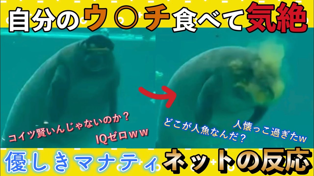 天敵いないのに何故絶滅危惧種？誤食気絶マナティのネット反応
