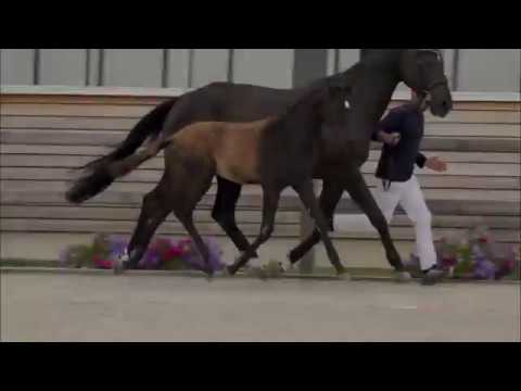 Stutfohlen 2017 v.  Adzaro de L Abbaye B x La Pilot