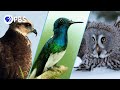 Our Greatest Bird Moments Of All Time