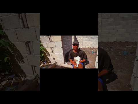 Barbosa Constâncio ft gato Mateus_- voce Mateus