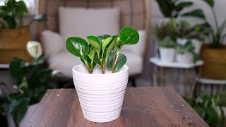 Peperomia Obtusifolia (Baby Rubber Plant) Care And Growing Guide