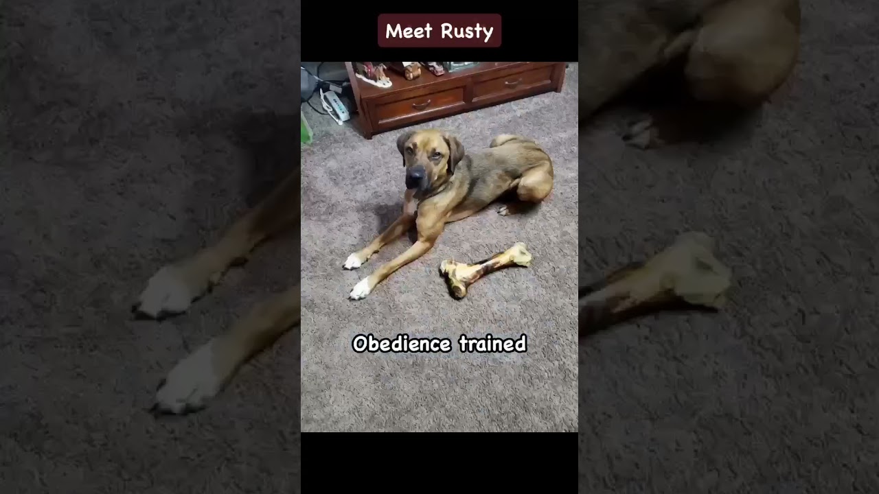Enlarge Rusty, a Adoptable Black Mouth Cur in Plain City, OH video 3/6